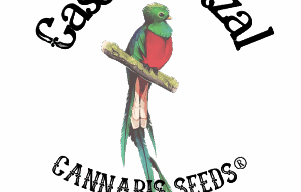 CASA QUETZAL CANNABIS SEEDS